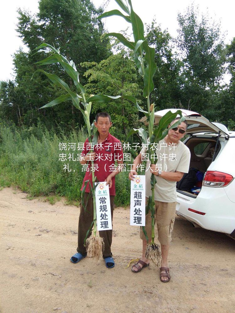 黑龍江雙鴨山市與佳木斯市的超聲波玉米、水稻種植田調(diào)查