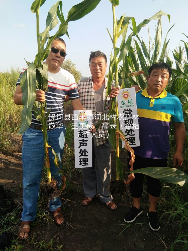 黑龍江雙鴨山市與佳木斯市的超聲波玉米、水稻種植田調(diào)查