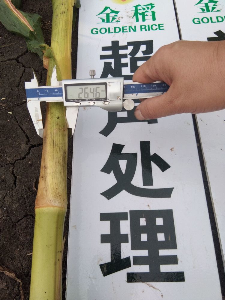 黑龍江雙鴨山市與佳木斯市的超聲波玉米、水稻種植田調(diào)查