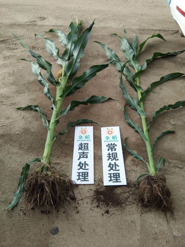 黑龍江雙鴨山市與佳木斯市的超聲波玉米、水稻種植田調(diào)查