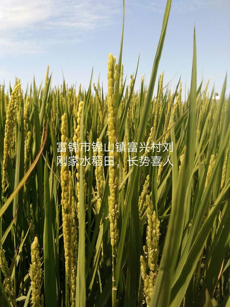 黑龍江雙鴨山市與佳木斯市的超聲波玉米、水稻種植田調(diào)查