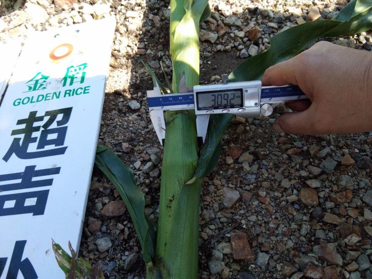 黑龍江雙鴨山市與佳木斯市的超聲波玉米、水稻種植田調(diào)查