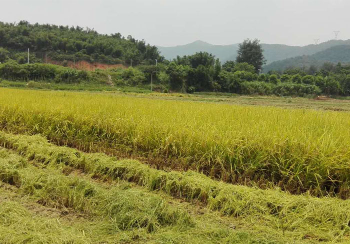 增城華農(nóng)實(shí)驗(yàn)基地