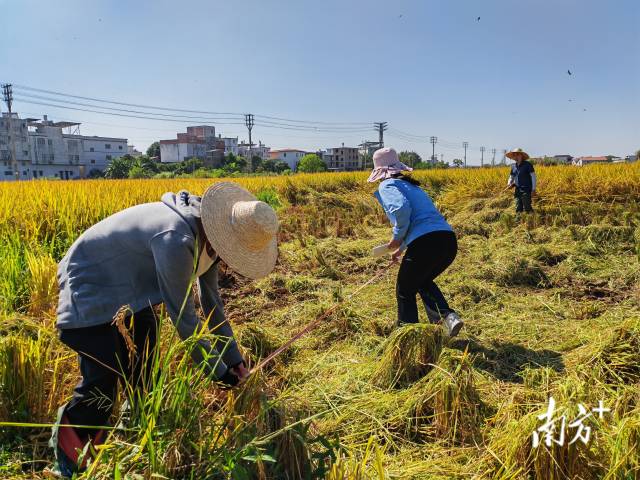 超聲種子增產(chǎn)預(yù)處理后，廣東興寧雙季絲苗香米突破畝產(chǎn)1446.18公斤，再創(chuàng)世界紀(jì)錄！